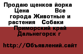 Продаю щенков йорка › Цена ­ 10 000 - Все города Животные и растения » Собаки   . Приморский край,Дальнегорск г.